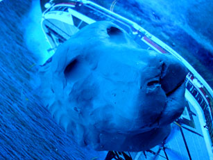 lion model