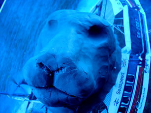 lion model 2